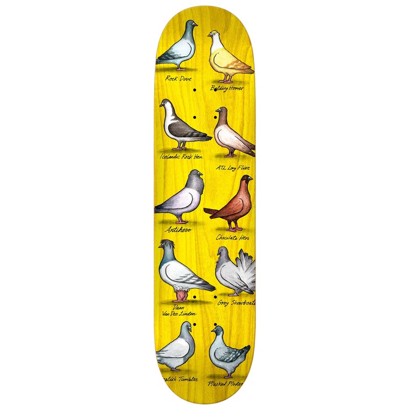 Anti Hero Daan Show Pigeons Skateboard Deck – 8.38″
